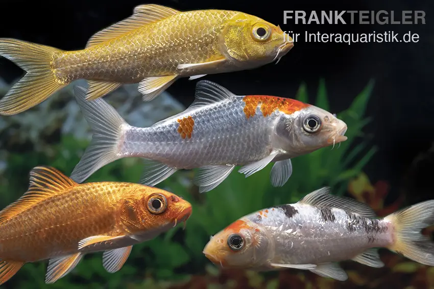 Koi mélange de couleurs, Cyprinus carpio, grand (12-15 cm)