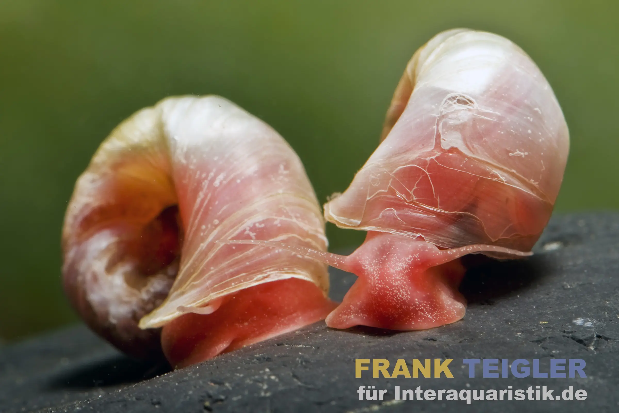 Petite planorbe rouge, Planorbella duryi var. Rouge