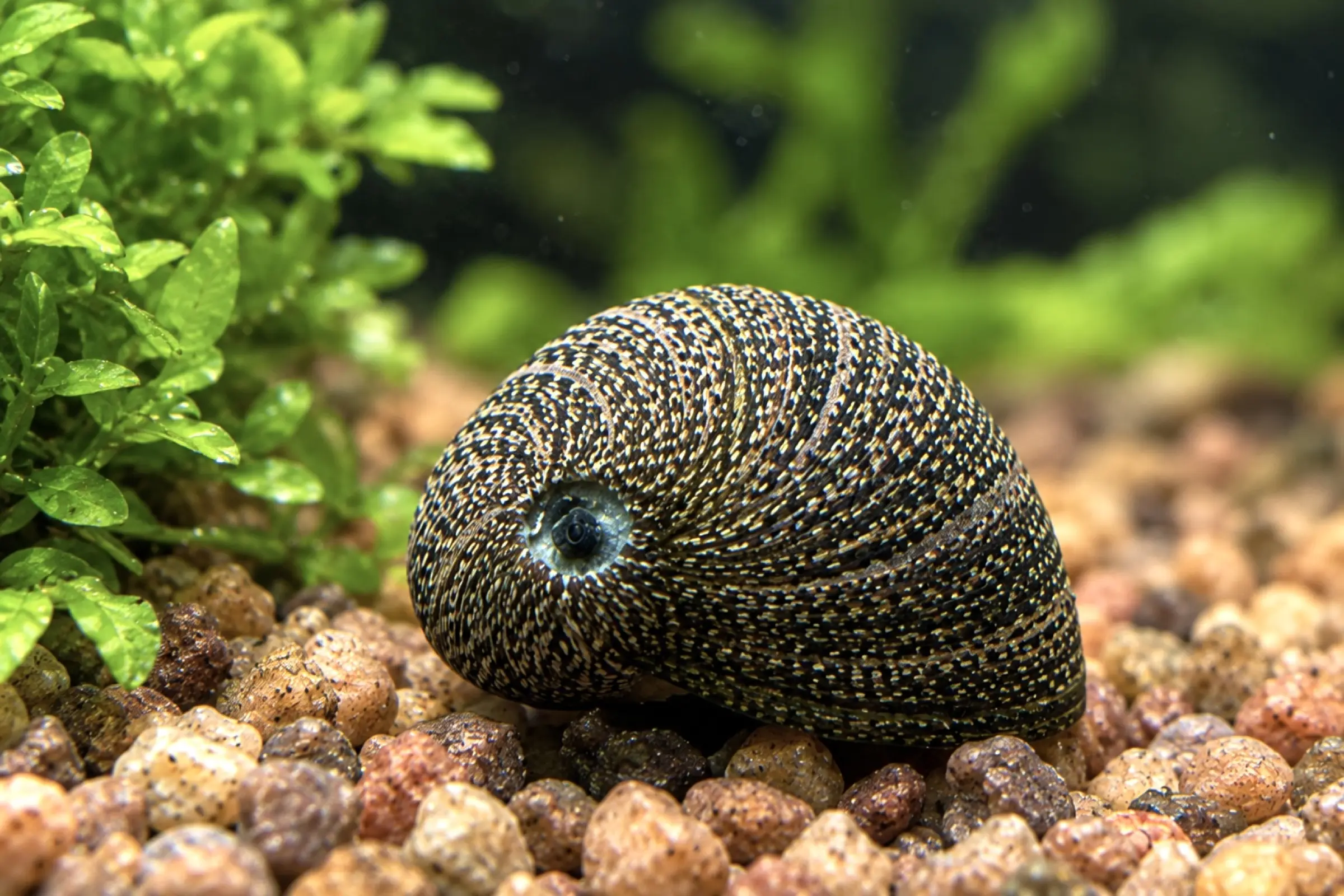 Vittina pouchetii mit dunkel gemustertem Gehäuse auf Aquarienkies