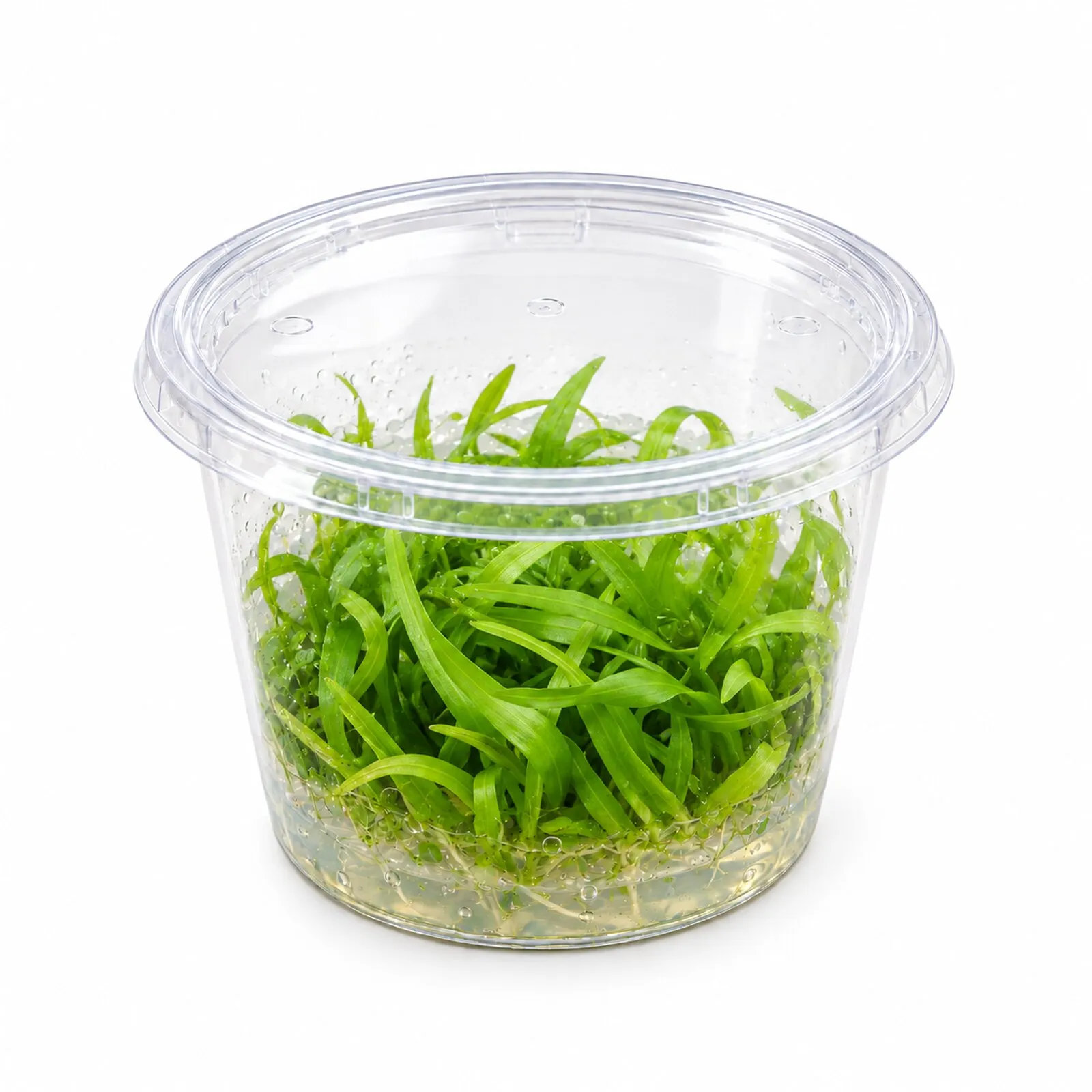 Plante épée naine à larges feuilles, Helanthium tenellum « Broad Leaf », in vitro