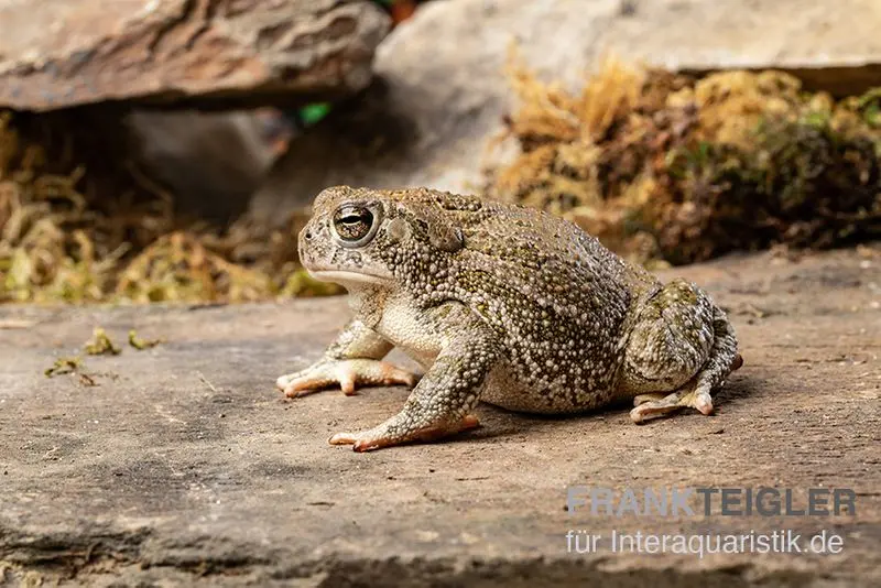 Crapaud des Prairies, Bufo cognatus