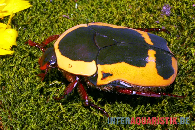 Cétoine jaune, Pachnoda aemula