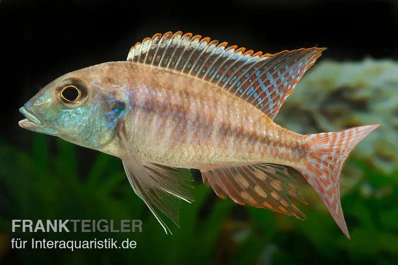 Cichlidé fouisseur Blue Fin, Lethrinops albus Kande « Blue Fin », 7-9 cm élevage allemand