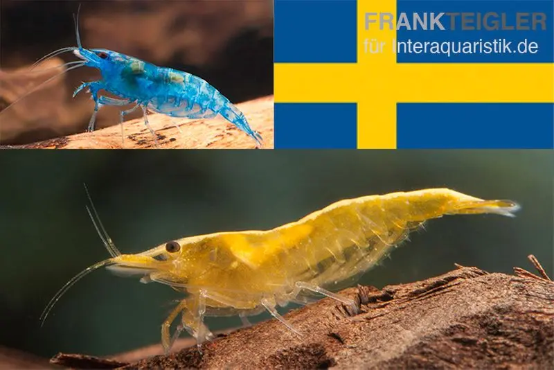 Lot : set de crevettes naines « Suède », 10 x Blue Dream + 10 x crevettes Yellow Fire
