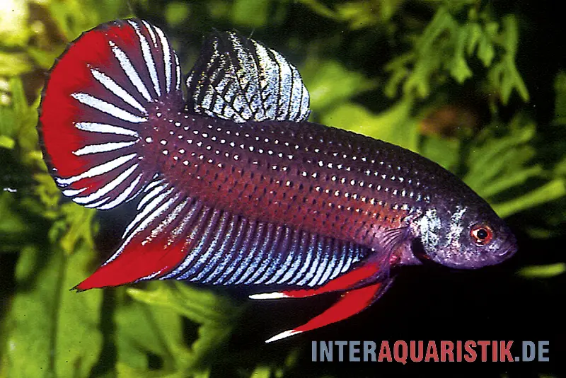 Combattant paisible, Betta imbellis
