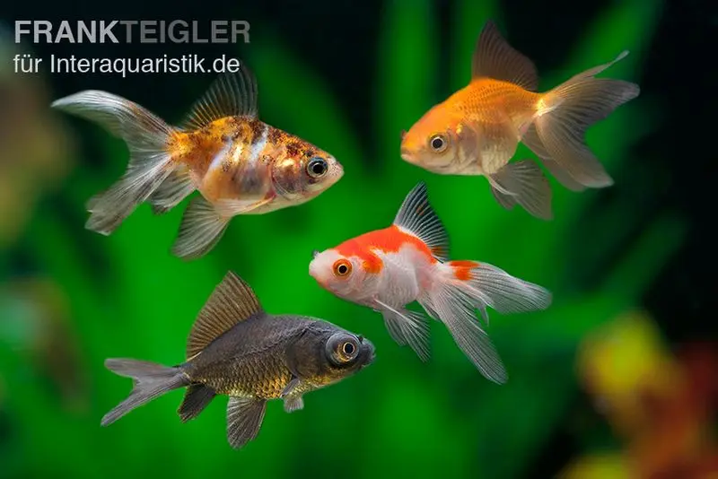 Queue-de-voile / Oranda MIX, Carassius auratus, (eau froide)