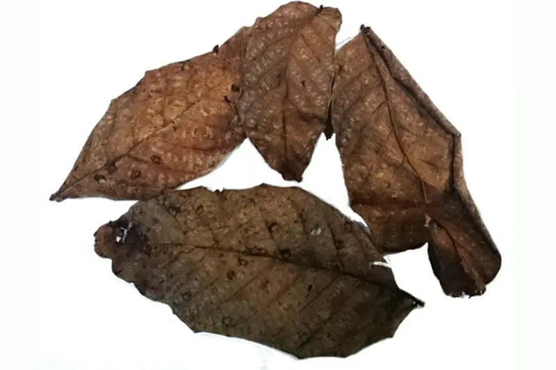 Feuilles de noyer, 20 pièces