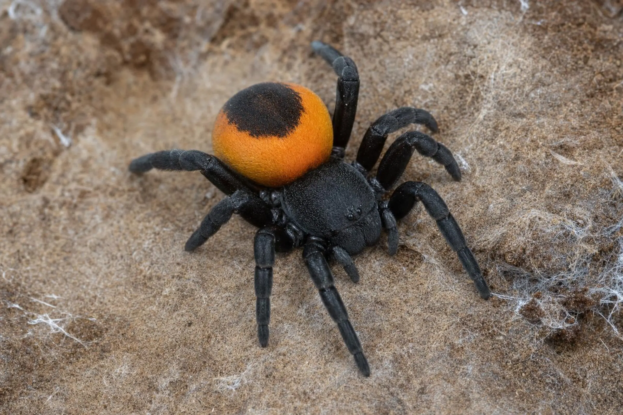 Mygale tubicole grecque, Eresus walckenaeri