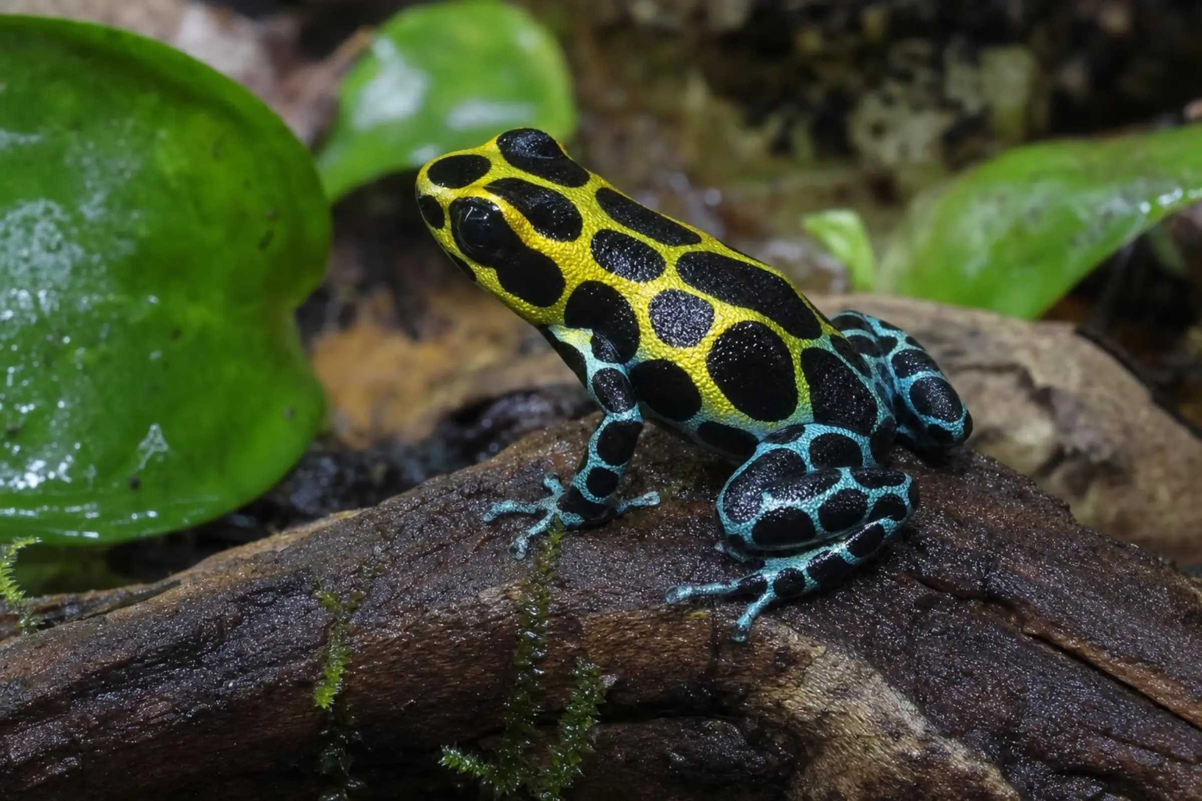 Dendrobate variable, Ranitomeya variabilis