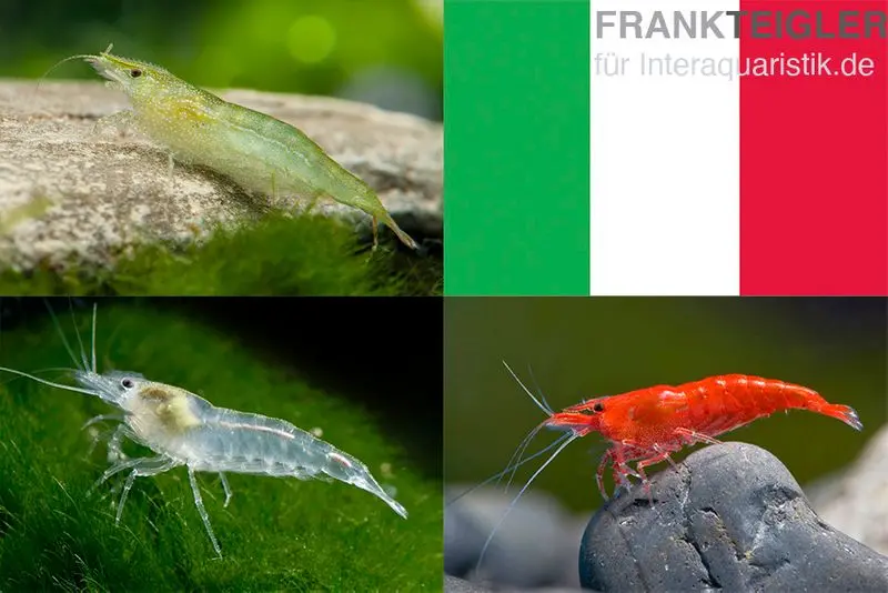 Lot : set de crevettes naines « Italie », 5 x crevettes vertes + 5 x White Pearl + 5 x crevettes Sakura Red