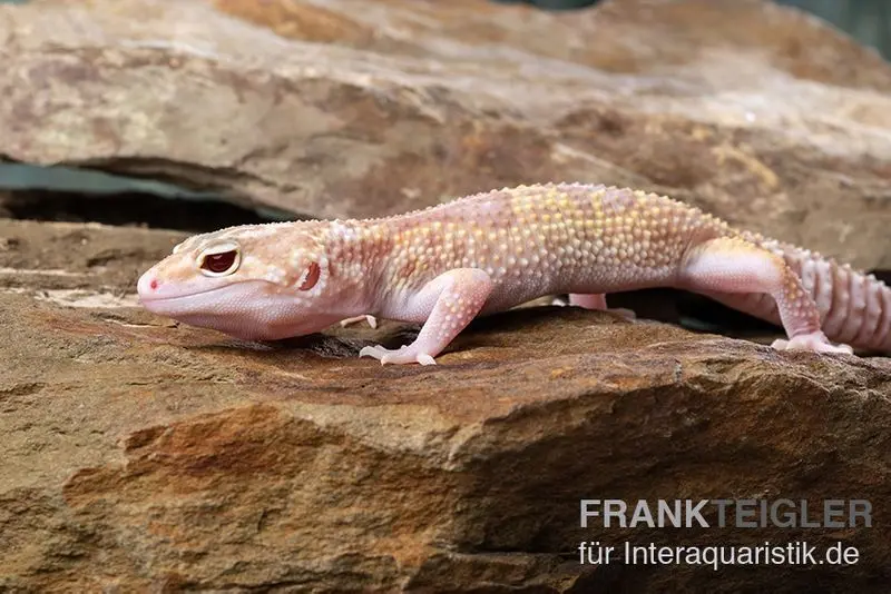 Gecko léopard, Eublepharis macularius, TREMPER ALBINO MACK SNOW ECLIPSE