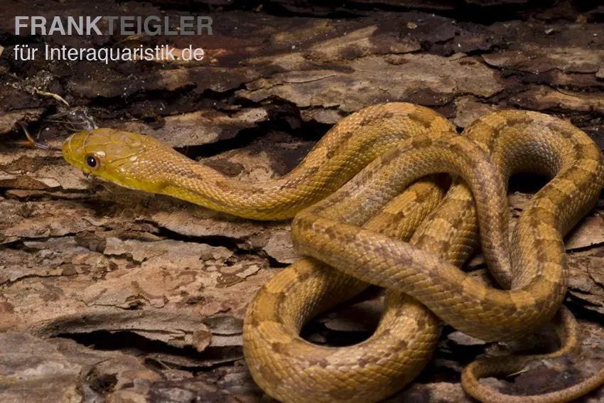 Serpent ratier jaune, Elaphe obsoleta quadrivittata