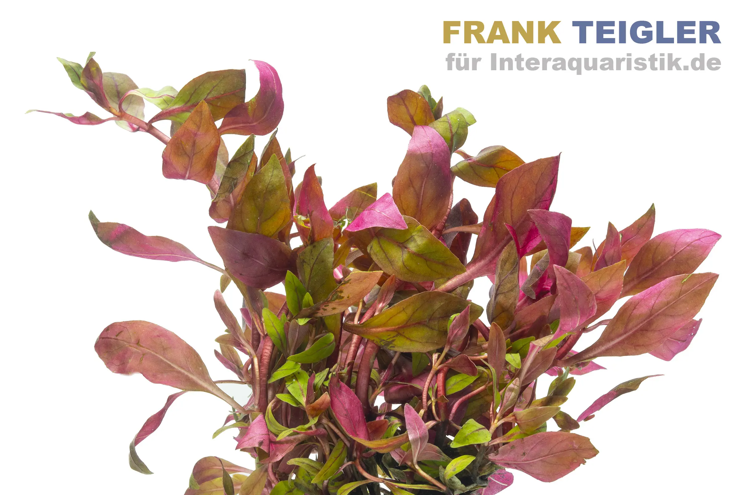 Ludwigie rouge rubis, Ludwigia repens « Rubin », en pot