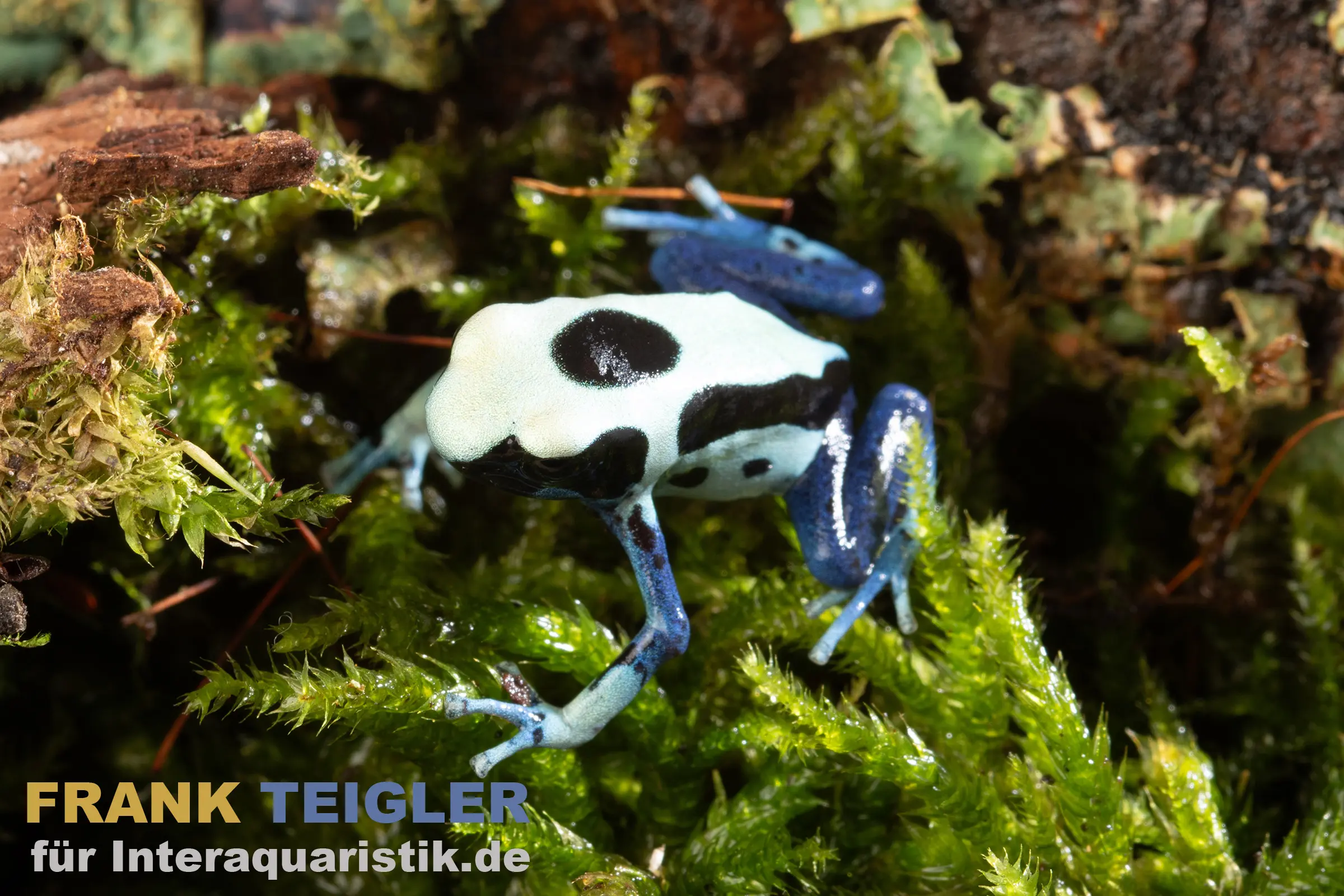 Dendrobate tinctoriale Oyapock, Dendrobates tinctorius Oyapock