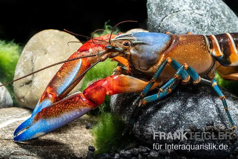 Écrevisse tigre « Blue Claw », Cherax peknyi var. « Blue Claw »