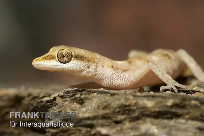 Gecko nain du désert, Tropiocolotes steudneri