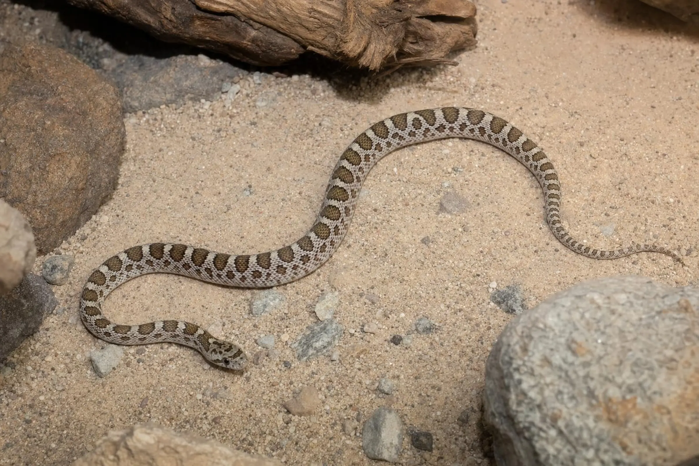 Couleuvre d’Arizona, Arizona elegans