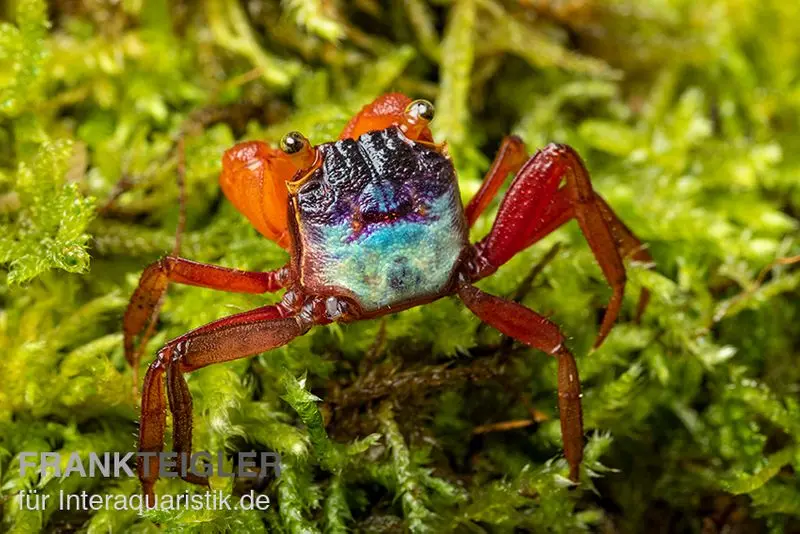 Crabe mandarine, Geosesarma sp. Mandarine