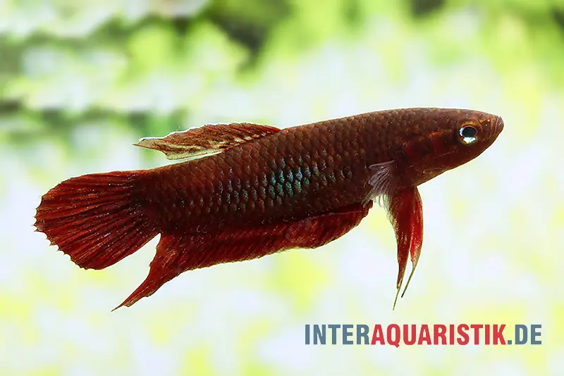 Combattant rouge vineux, Betta coccina