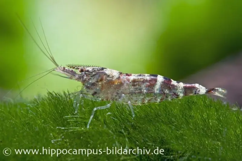 Crevette Ninja, Caridina serratirostris