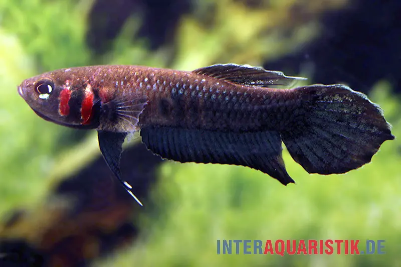 Combattant de Foersch, Betta foerschi