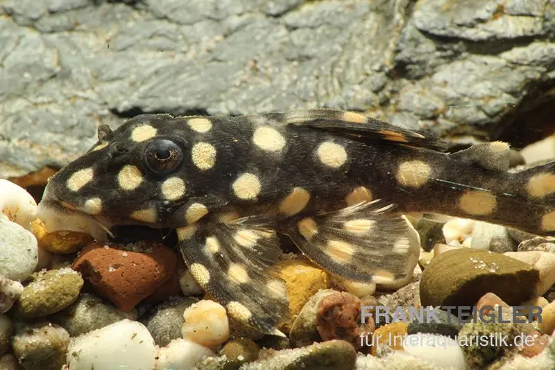 Mini Snowball Pleco, L471, Hypancistrus sp. « Dwarf »