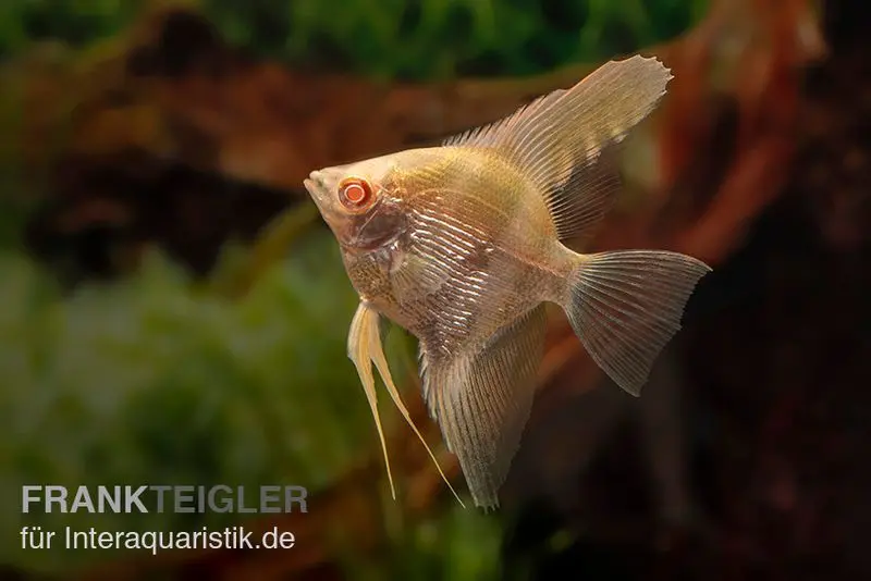 Scalaire Albino Goldstripe Diamant, Pterophyllum scalare