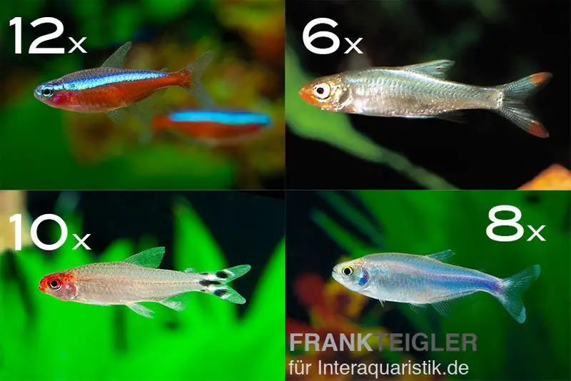 Assortiment de poissons d’ornement tétras rouge/bleu à partir de 100 cm