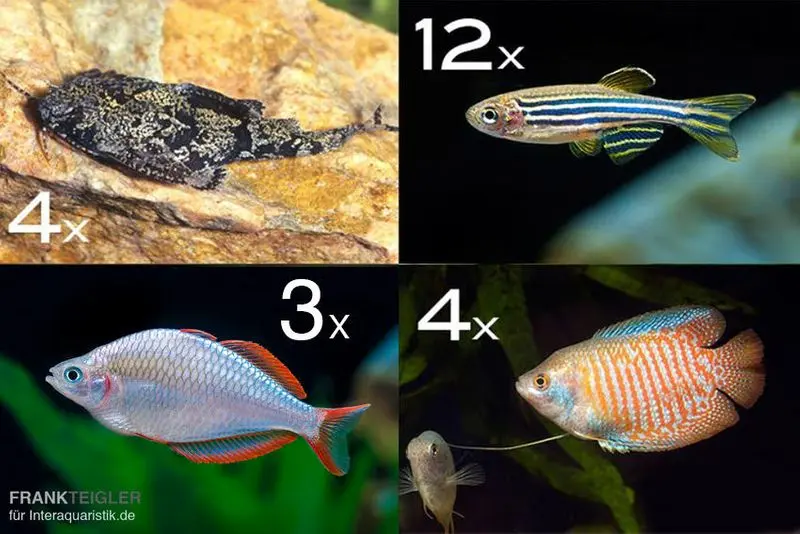 Assortiment de poissons d’ornement Asie pour 100 cm