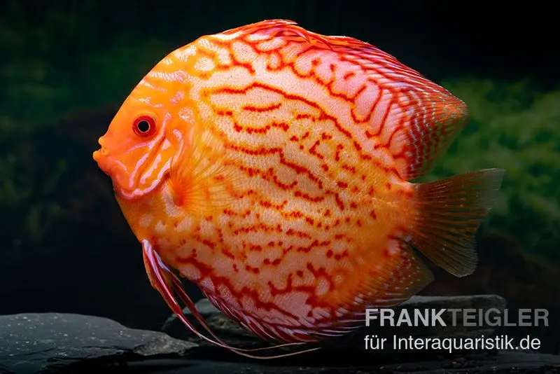 Discus élevage asiatique, Symphysodon discus Red spider