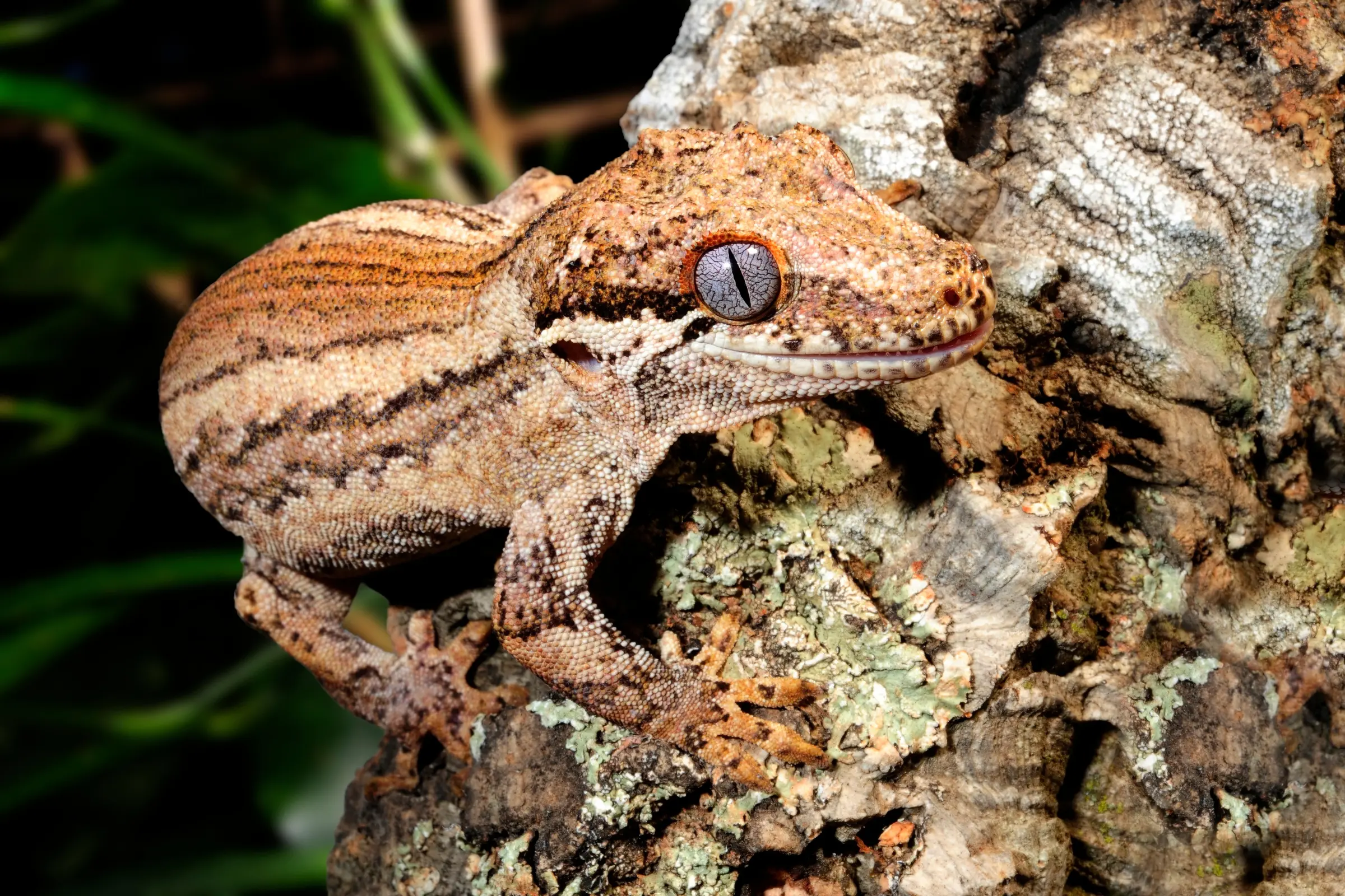Gecko à tête bosselée, Rhacodactylus auriculatus