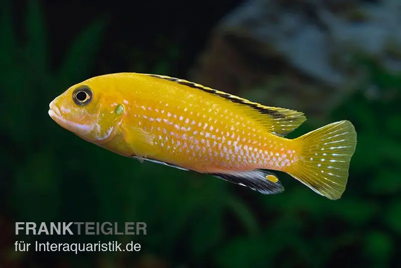 Fsh perlosi doré, Fsh perlosi gold