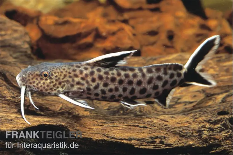 Silure coucou à barbillons plumeux, Synodontis petricola