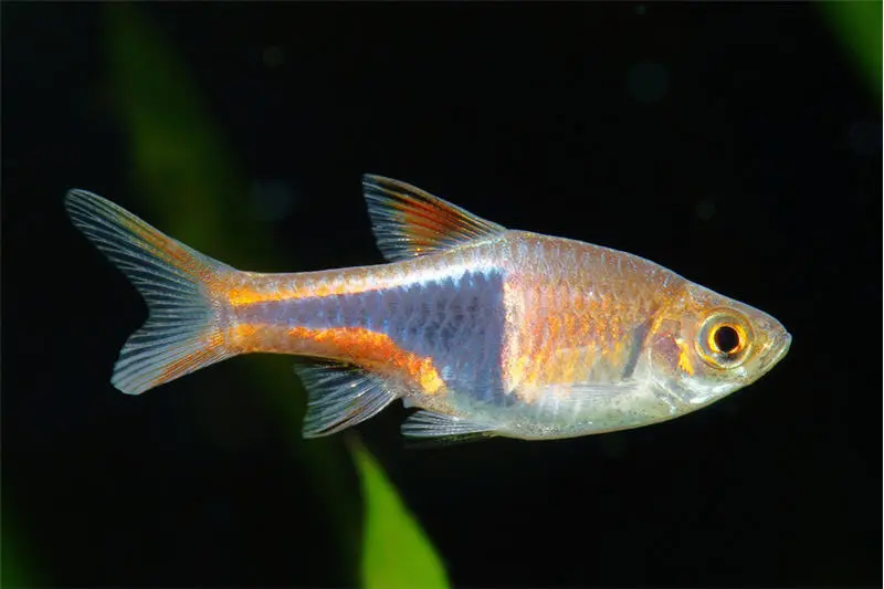 Rasbora arlequin, Rasbora heteromorpha, élevage allemand