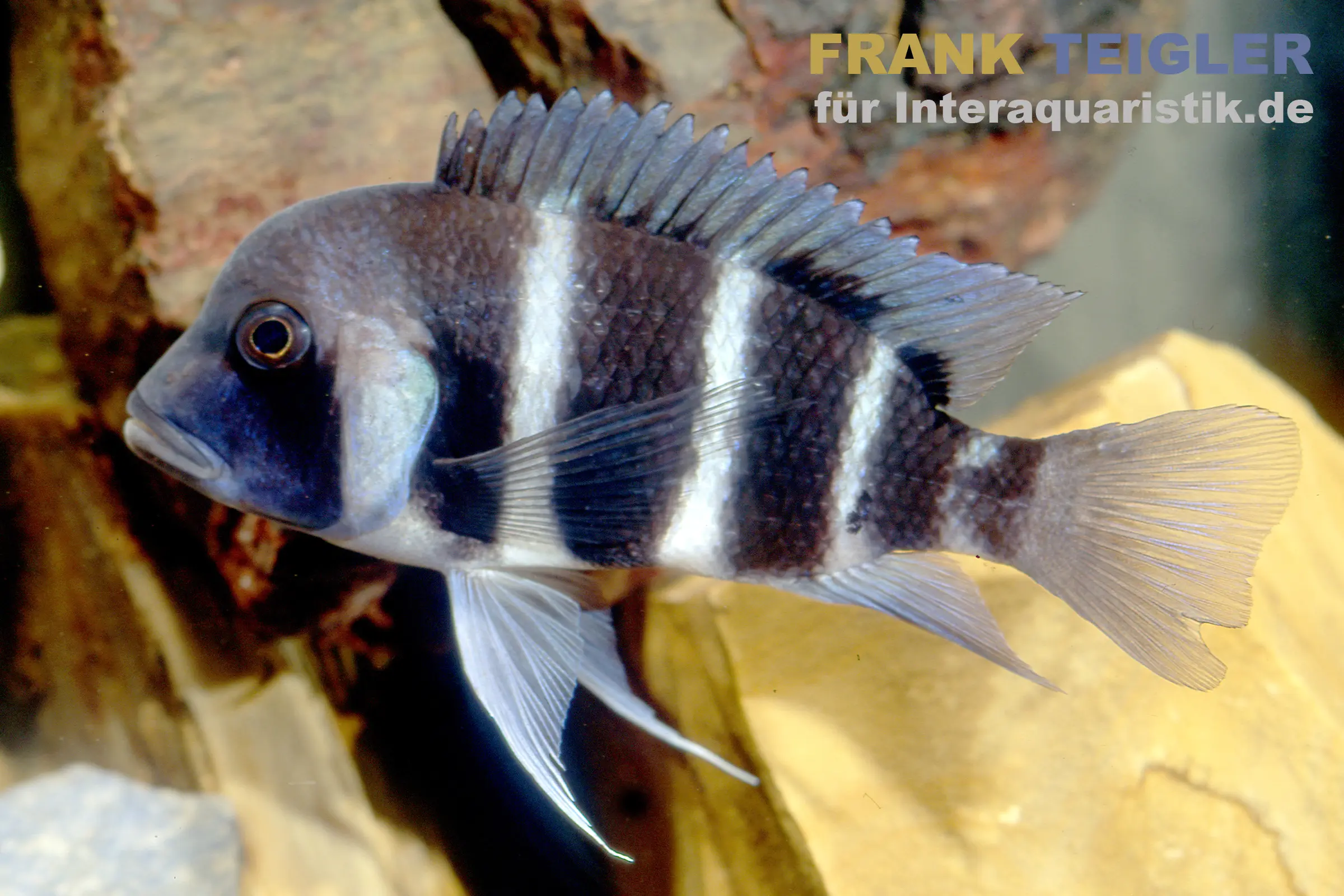 Cichlidé à bosse Blue Mpimbwe, Cyphotilapia frontosa Blue Mpimbwe