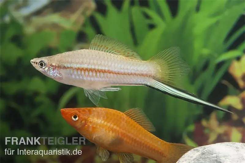 Porte-épée jumbo en mélange de couleurs, Xiphophorus helleri