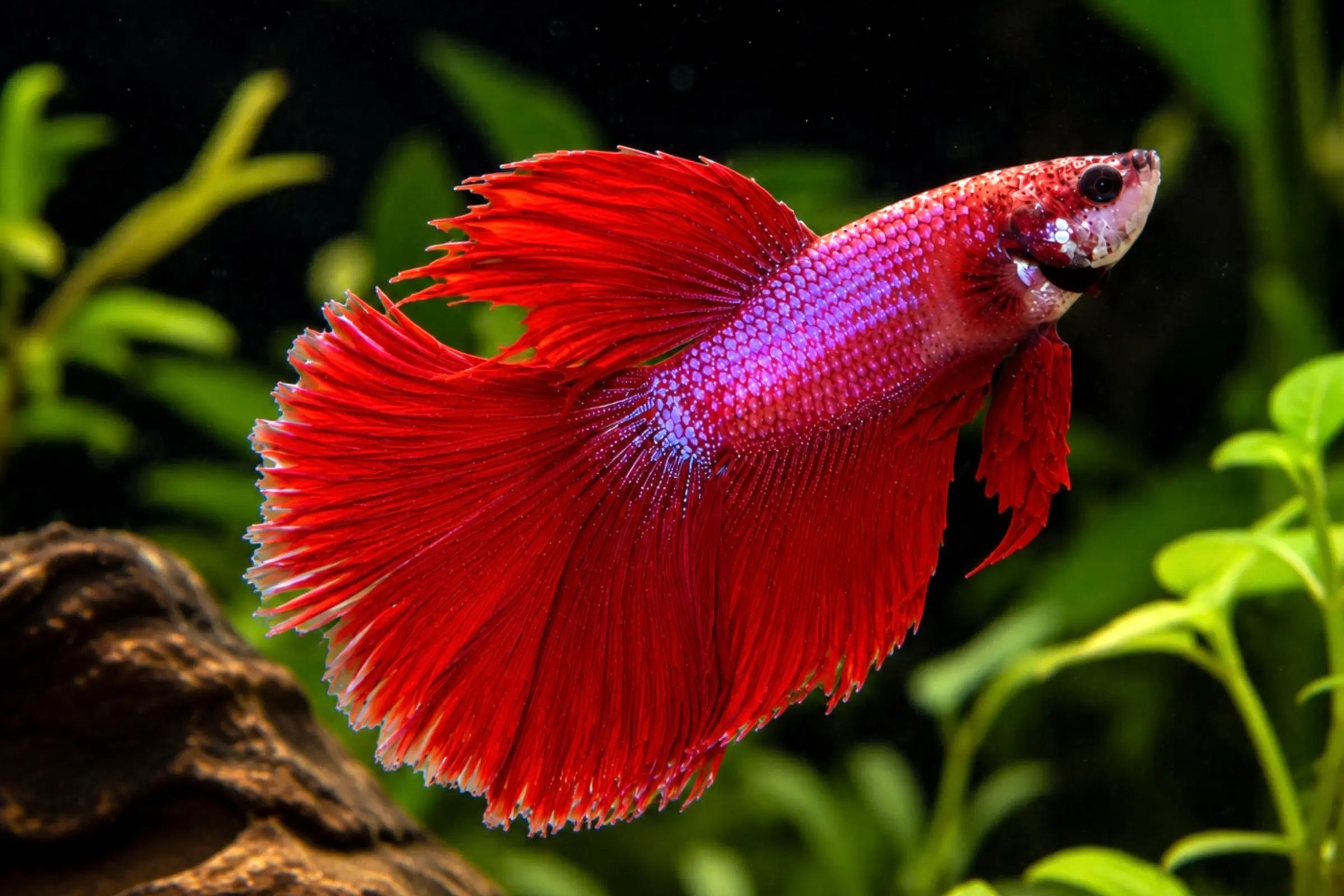 Combattant du Siam « Halfmoon Pink », mâle, Betta splendens, env. 4,0–6,0 cm