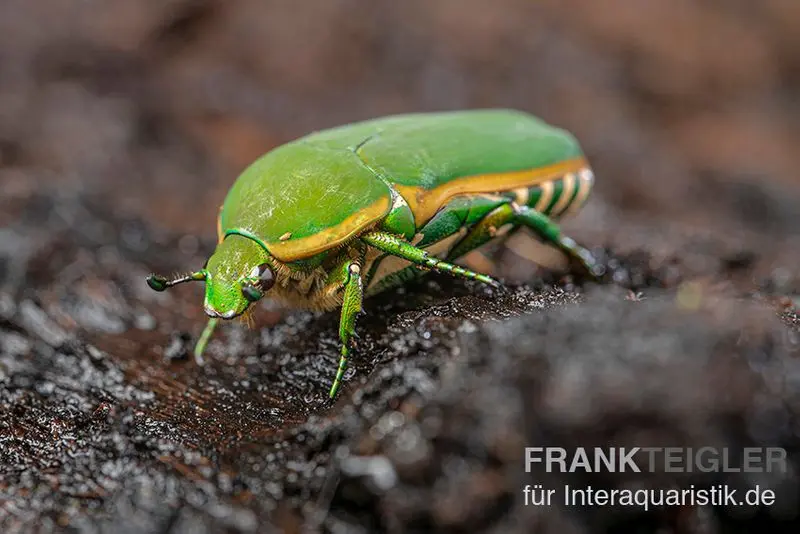 Cétoine verte d’Afrique, Pachnoda prasina