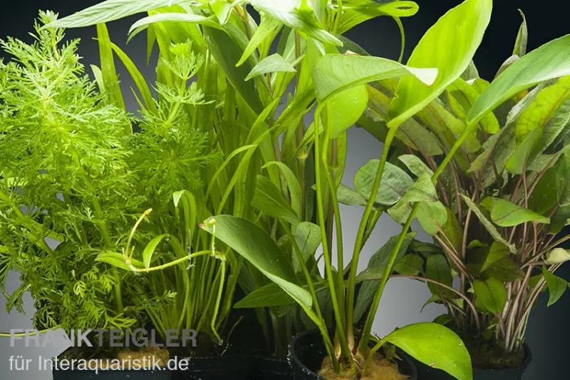 Set de plantes d’aquarium Congo, 5 pots, assortiment de plantes d’aquarium