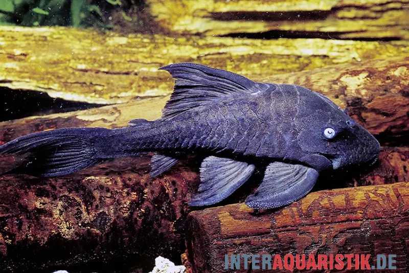Loricariidé aux yeux bleus, Panaque suttoni, 16-20 cm NZ (Panaque suttonorum)
