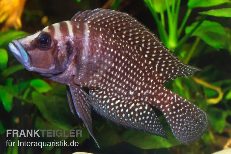 Perche pintade, Altolamprologus calvus BLACK