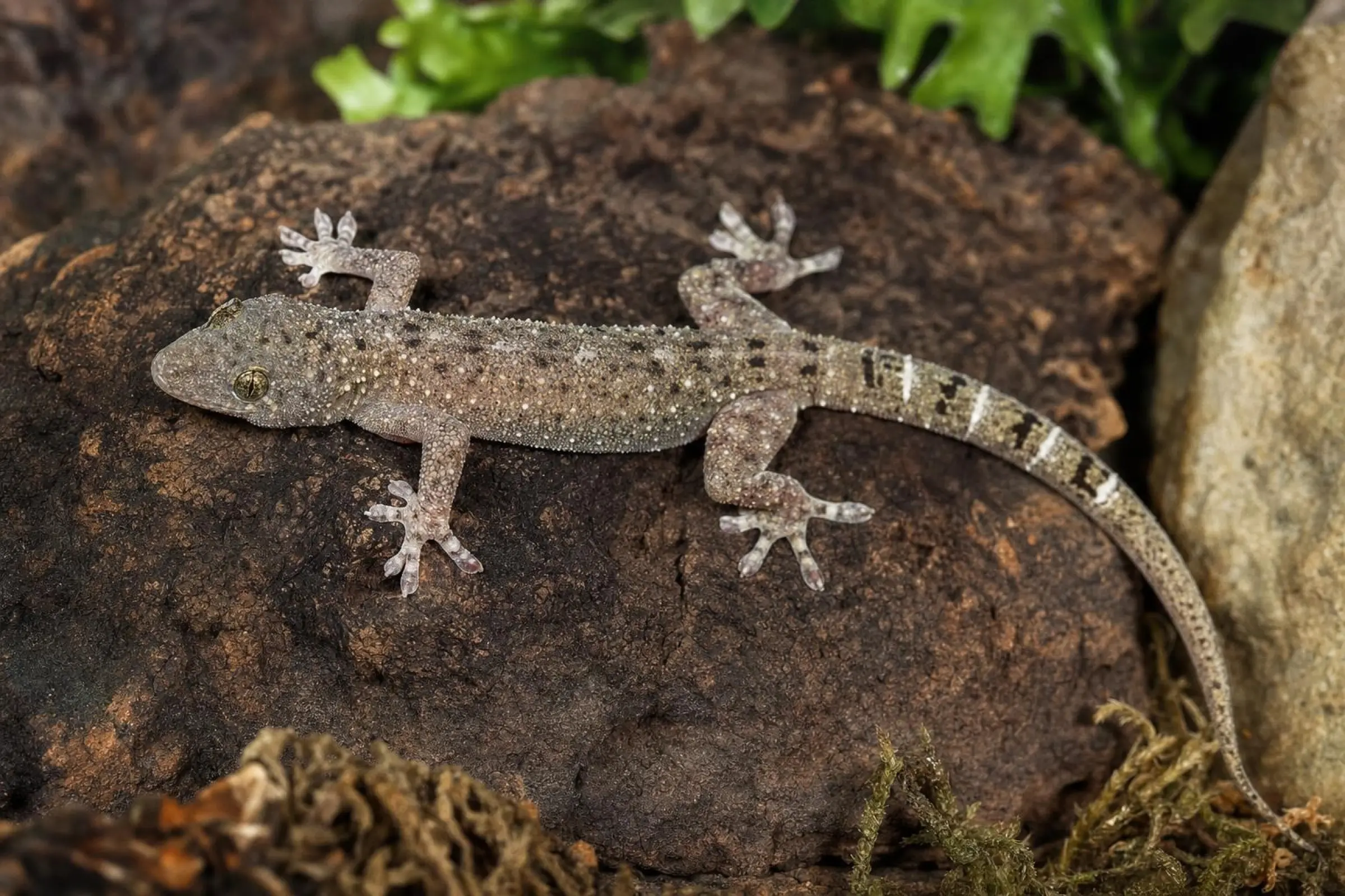 Grand gecko domestique malais, Gekko monarchus