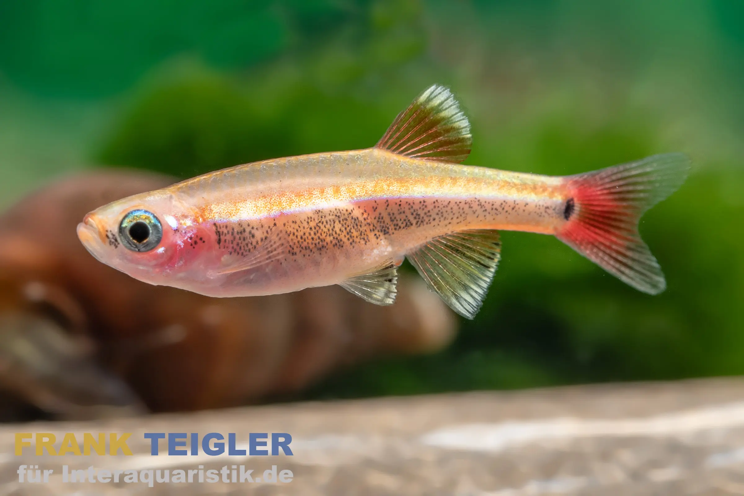 Cardinal doré, Tanichthys albonubes gold