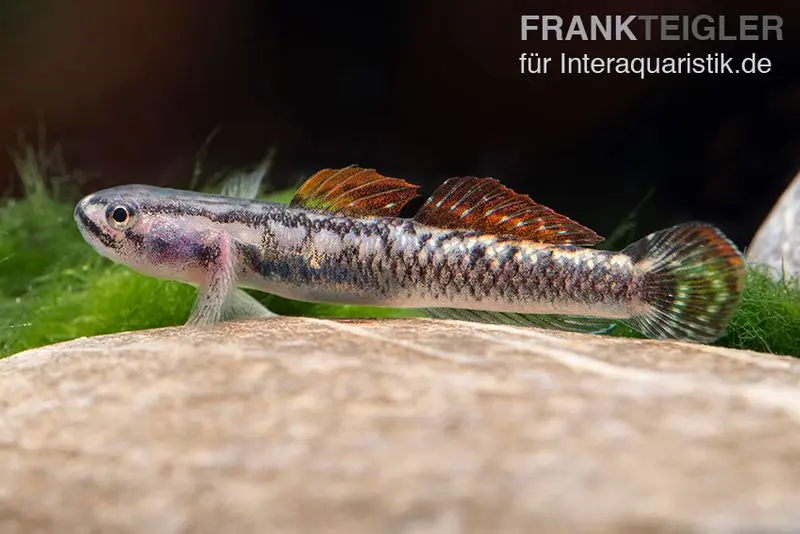 Gobie aureofuscus, Stiphodon aureofuscus, 1 couple