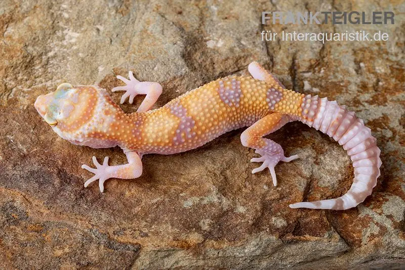 Gecko léopard, Eublepharis macularius, APTOR