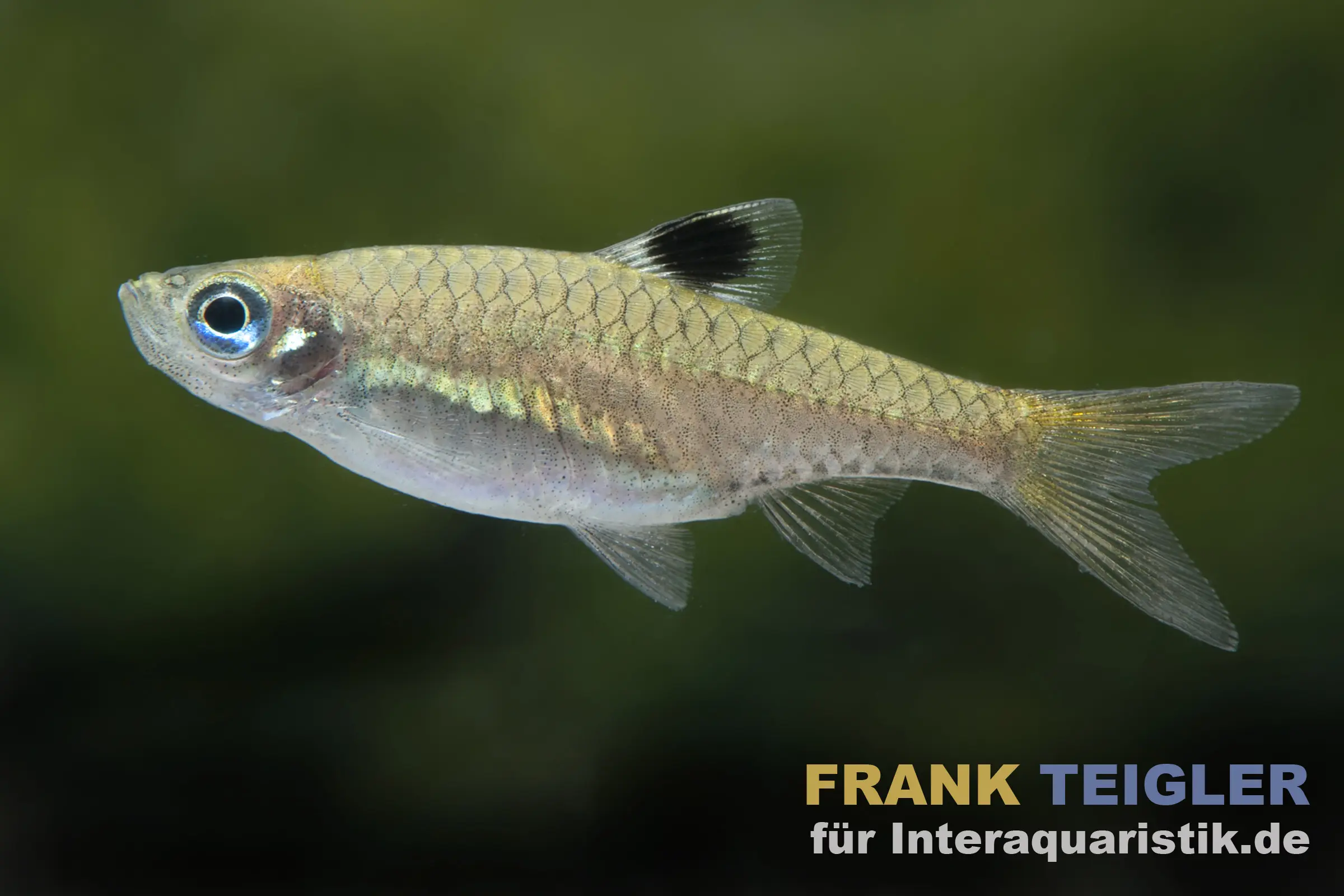 Barbus rasbora à ocelle, Brevibora dorsiocellata