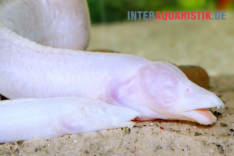 Anguille épineuse aveugle, Caecomasta­cembelus brichardi