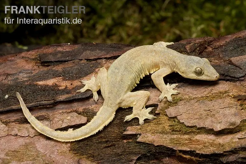 Gecko asiatique des maisons, Hemidactylus frenatus
