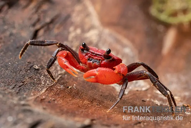 Crabe des cascades, Phricothelphusa limula