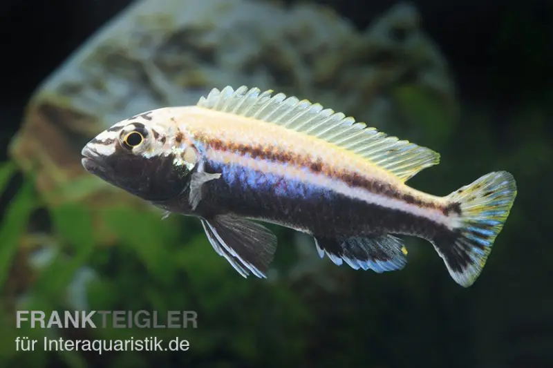 Cichlidé turquoise doré, Melanochromis auratus, élevage allemand